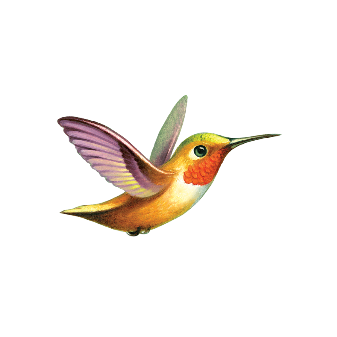 Hummingbird PNG Images pngteam.com