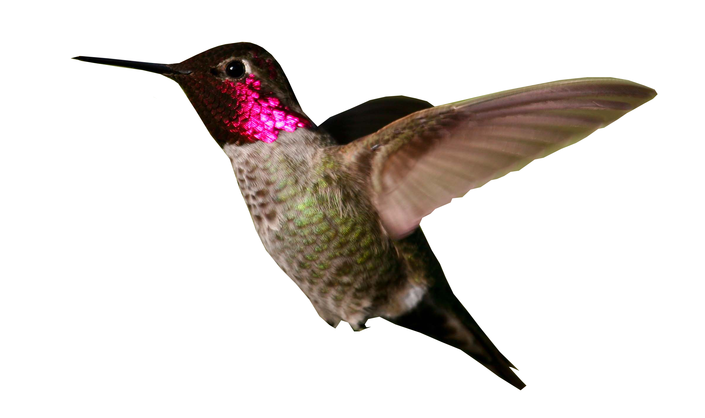 Hummingbird PNG HD - Hummingbird Png