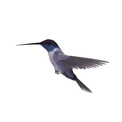 Hummingbird Blue PNG Image in High Definition pngteam.com