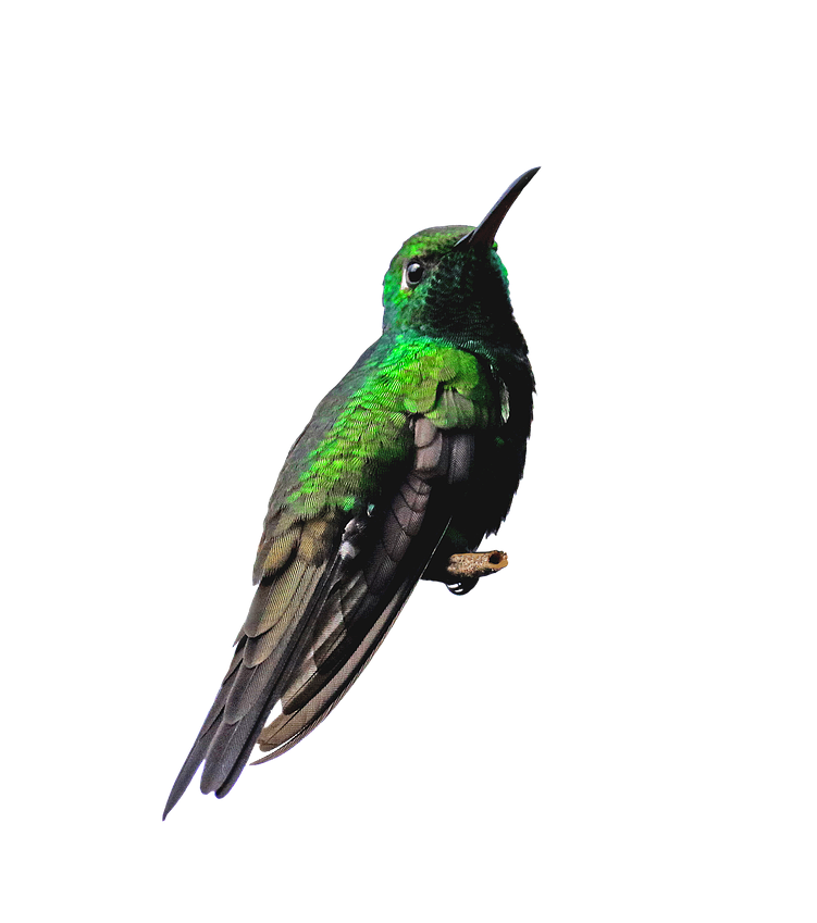 Hummingbird PNG Transparent pngteam.com