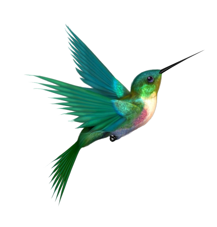 Hummingbird PNG in Transparent