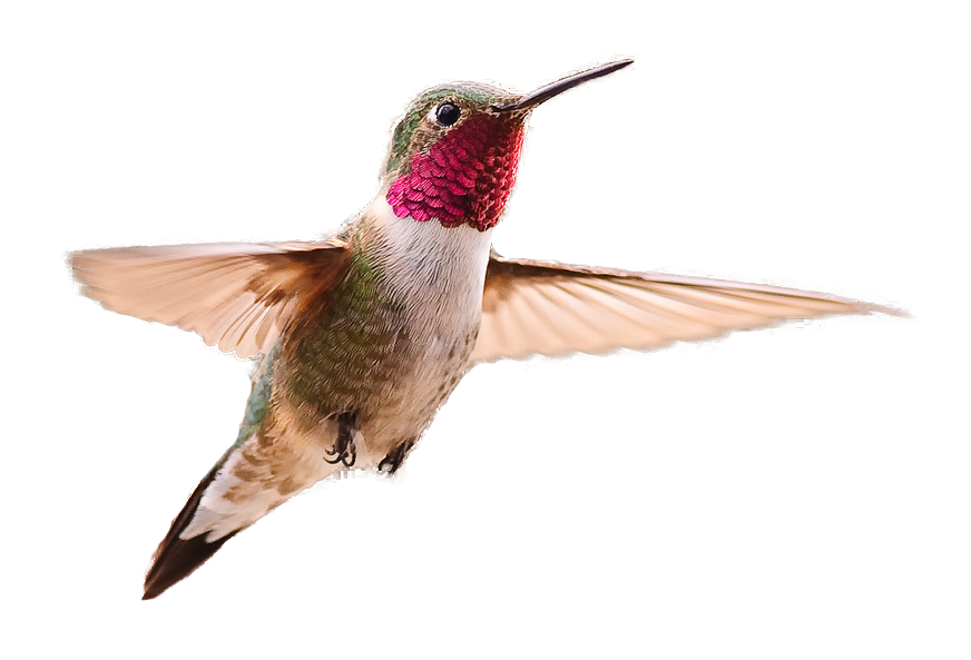 Hummingbird PNG Photo - Hummingbird Png
