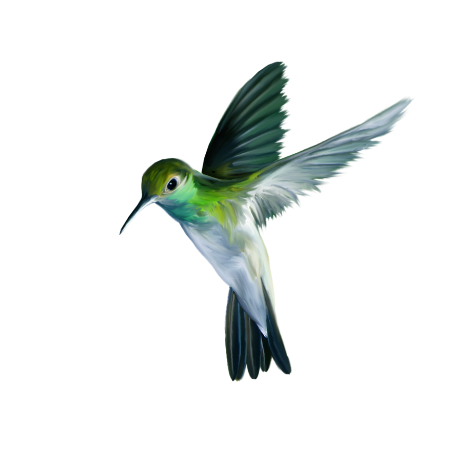 Hummingbird PNG Photo