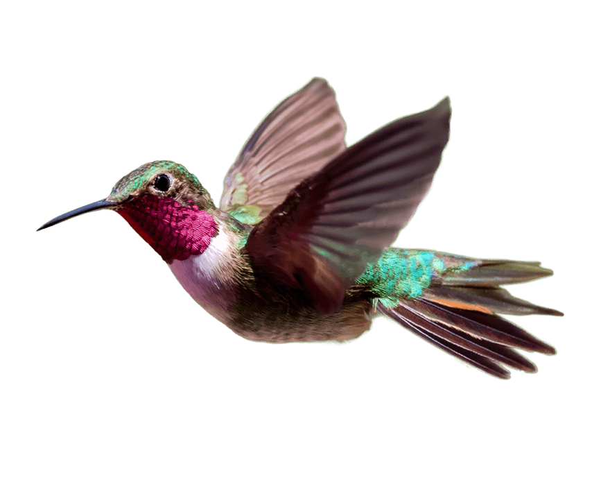 Hummingbird PNG HD Image - Hummingbird Png