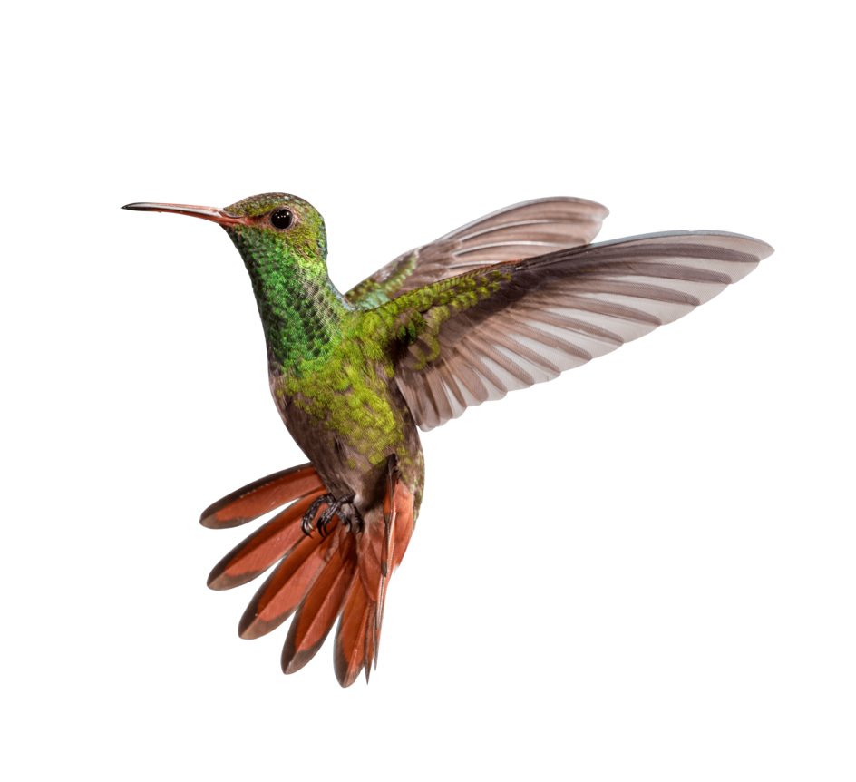 Hummingbird PNG Picture pngteam.com