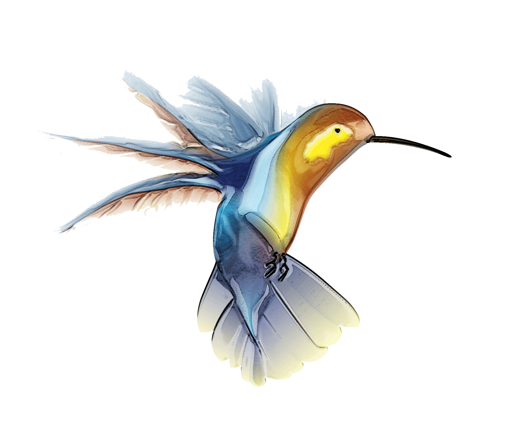 Hummingbird Tattoos PNG in Transparent pngteam.com