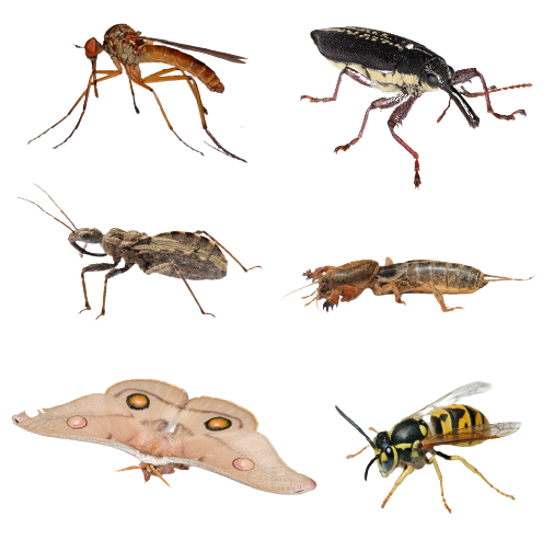 Insect PNG HD and HQ Image pngteam.com