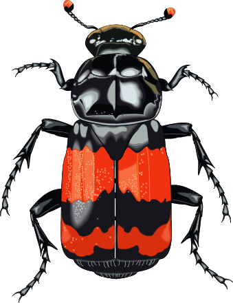 Insect PNG Image in High Definition pngteam.com