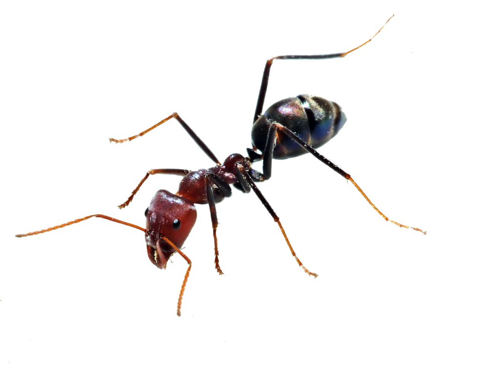 Insect PNG File pngteam.com