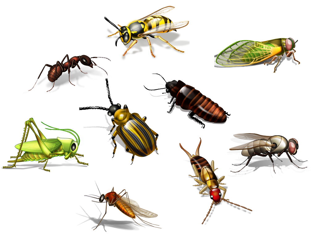 Insect PNG HQ Image pngteam.com