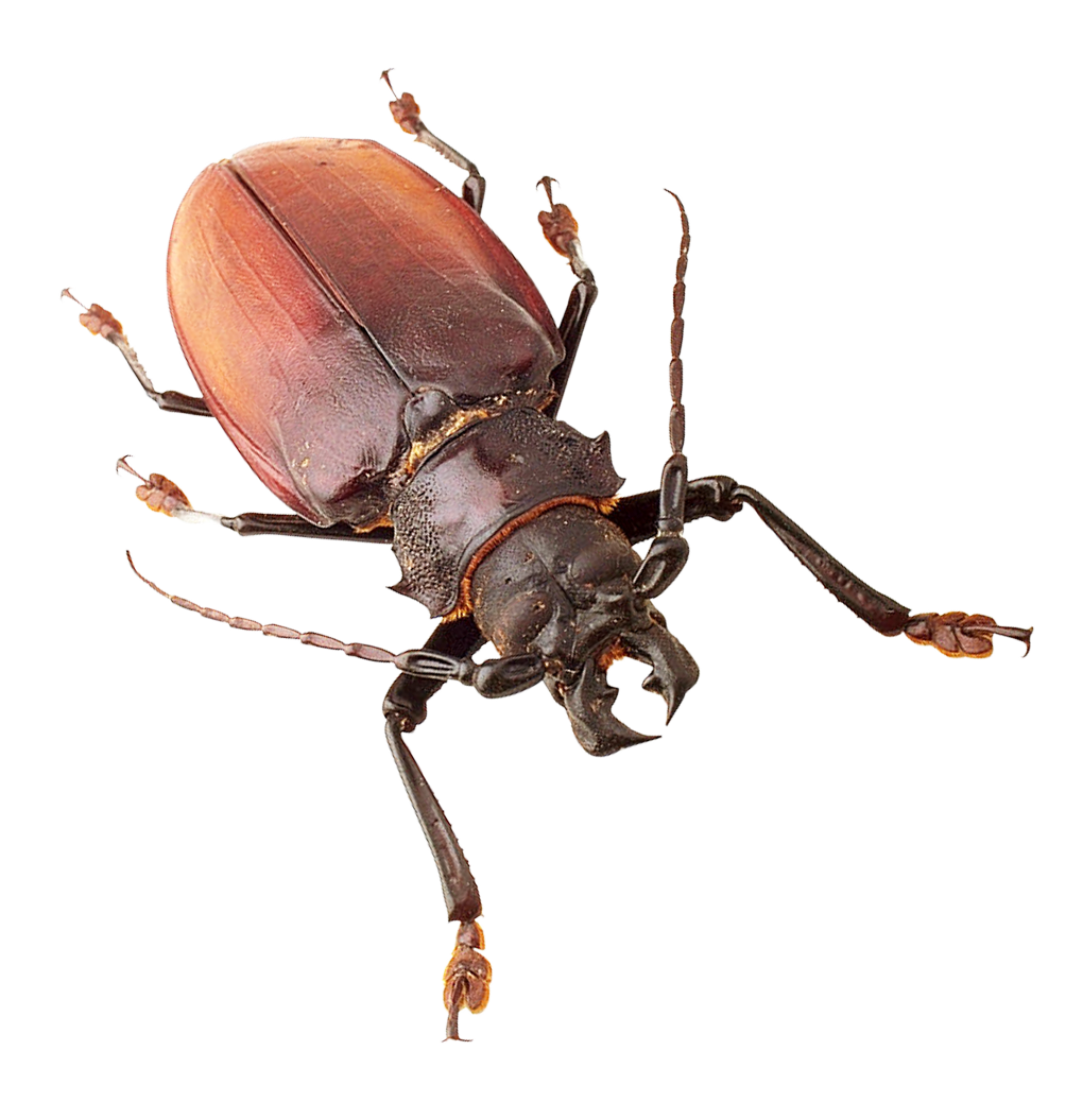 Insect PNG Best Image pngteam.com