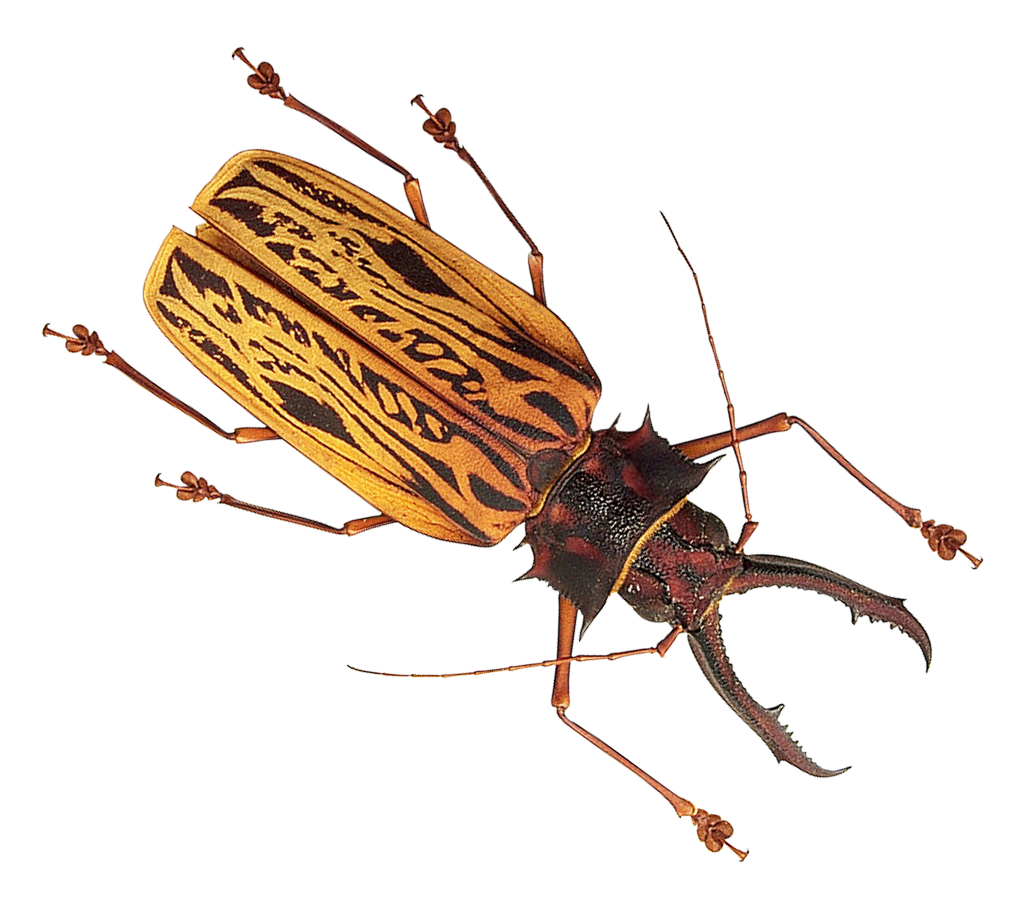 Insect PNG File pngteam.com