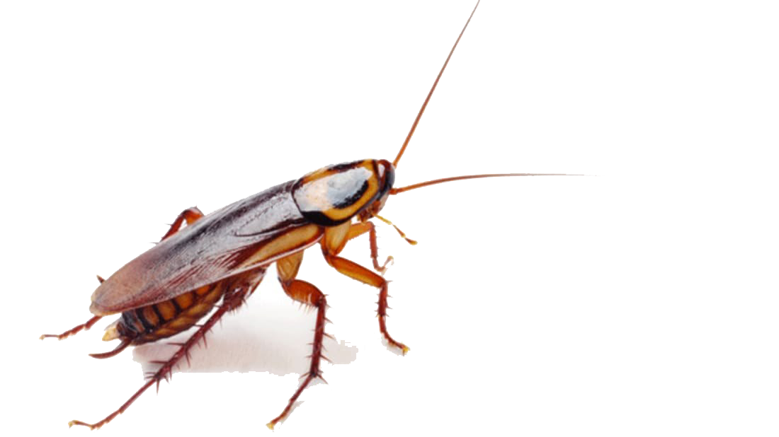 Insect PNG Transparent pngteam.com