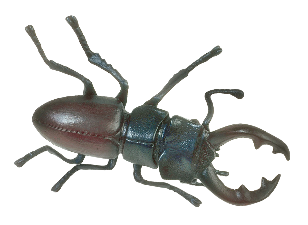 Insect PNG Transparent pngteam.com