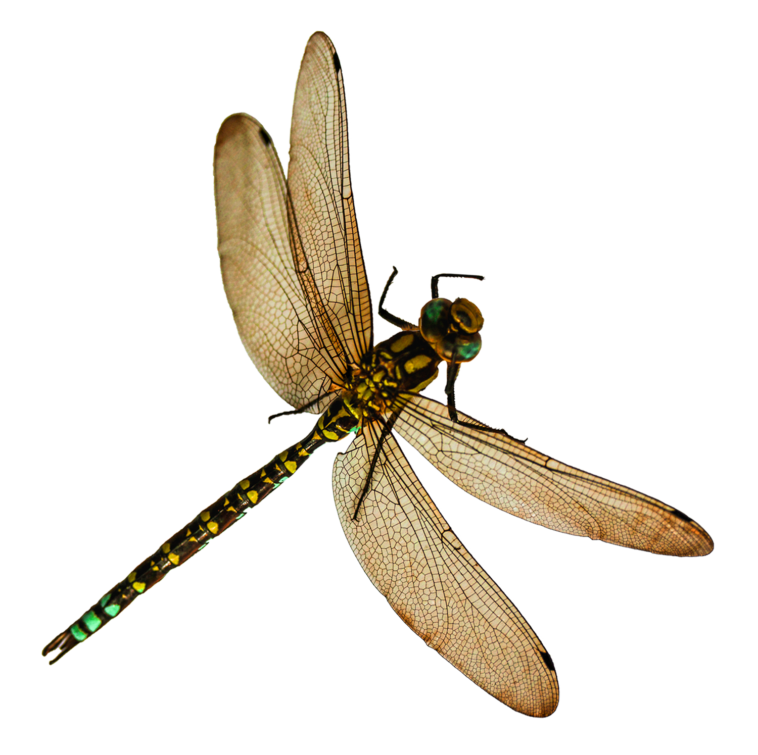 Insect PNG HD pngteam.com