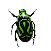 Insect PNG HD pngteam.com