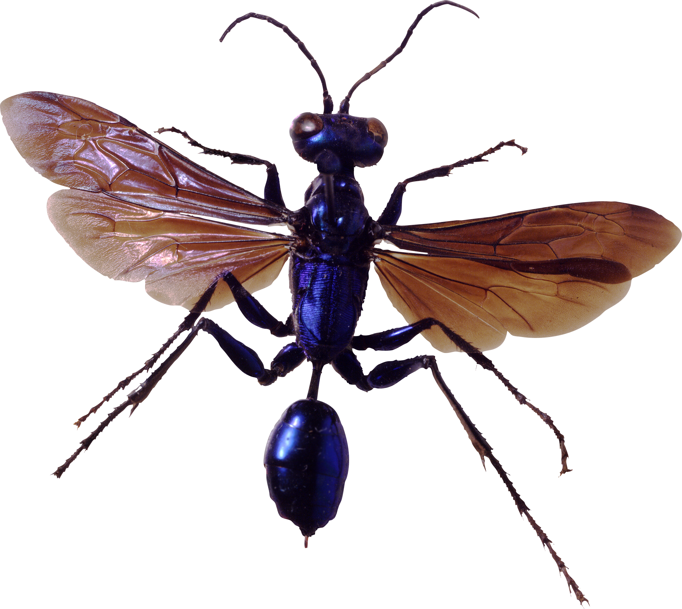 Insect PNG Picture pngteam.com