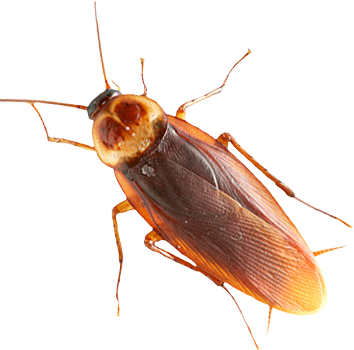 Insect PNG File pngteam.com