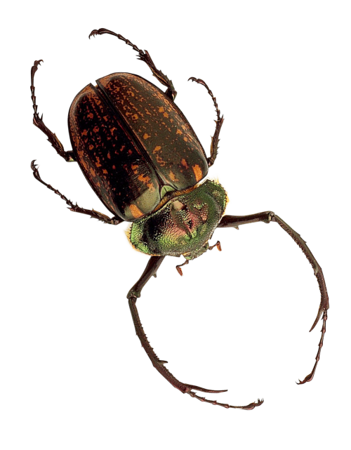 Insect PNG Transparent pngteam.com