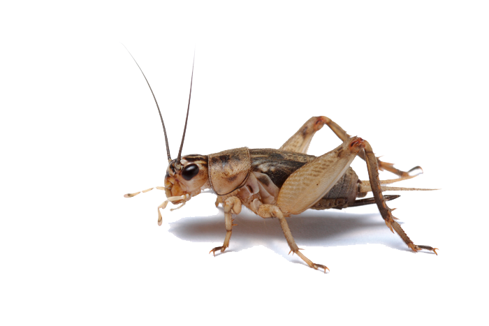 Insect PNG HD File pngteam.com