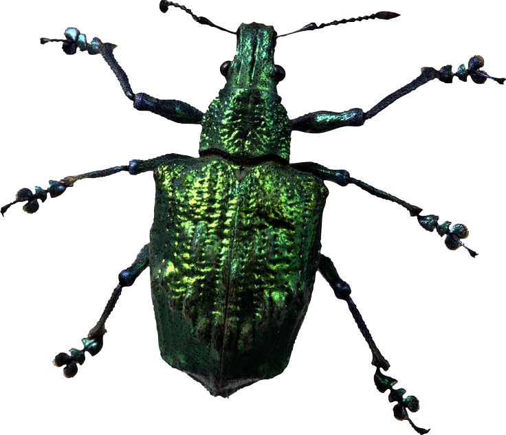 Insect PNG HD Images pngteam.com