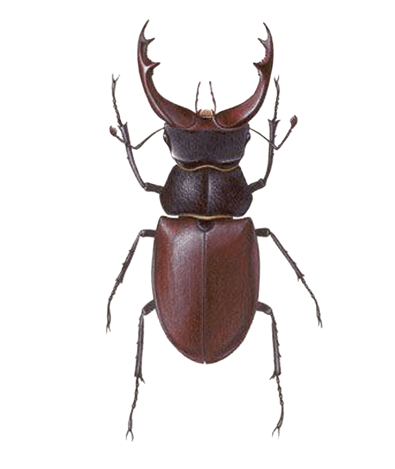 Insect PNG Image in Transparent pngteam.com