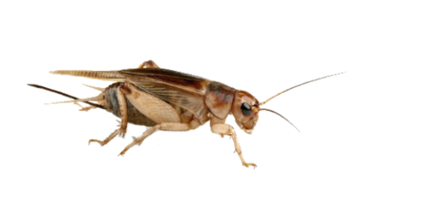 Insect PNG HD and HQ Image pngteam.com