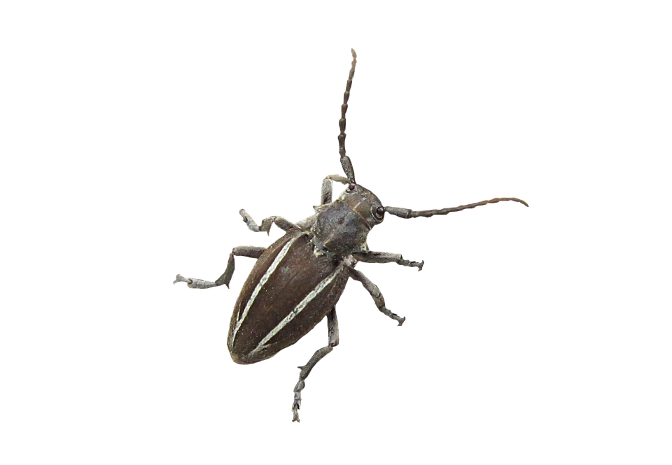 Insect PNG HD File pngteam.com