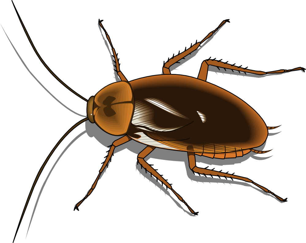 Insect PNG File pngteam.com