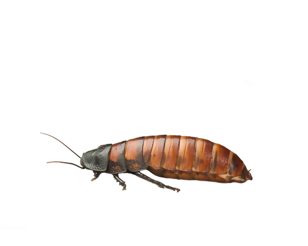 Insect PNG HD File pngteam.com