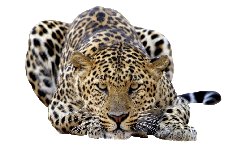 Jaguar PNG Images - Jaguar Png