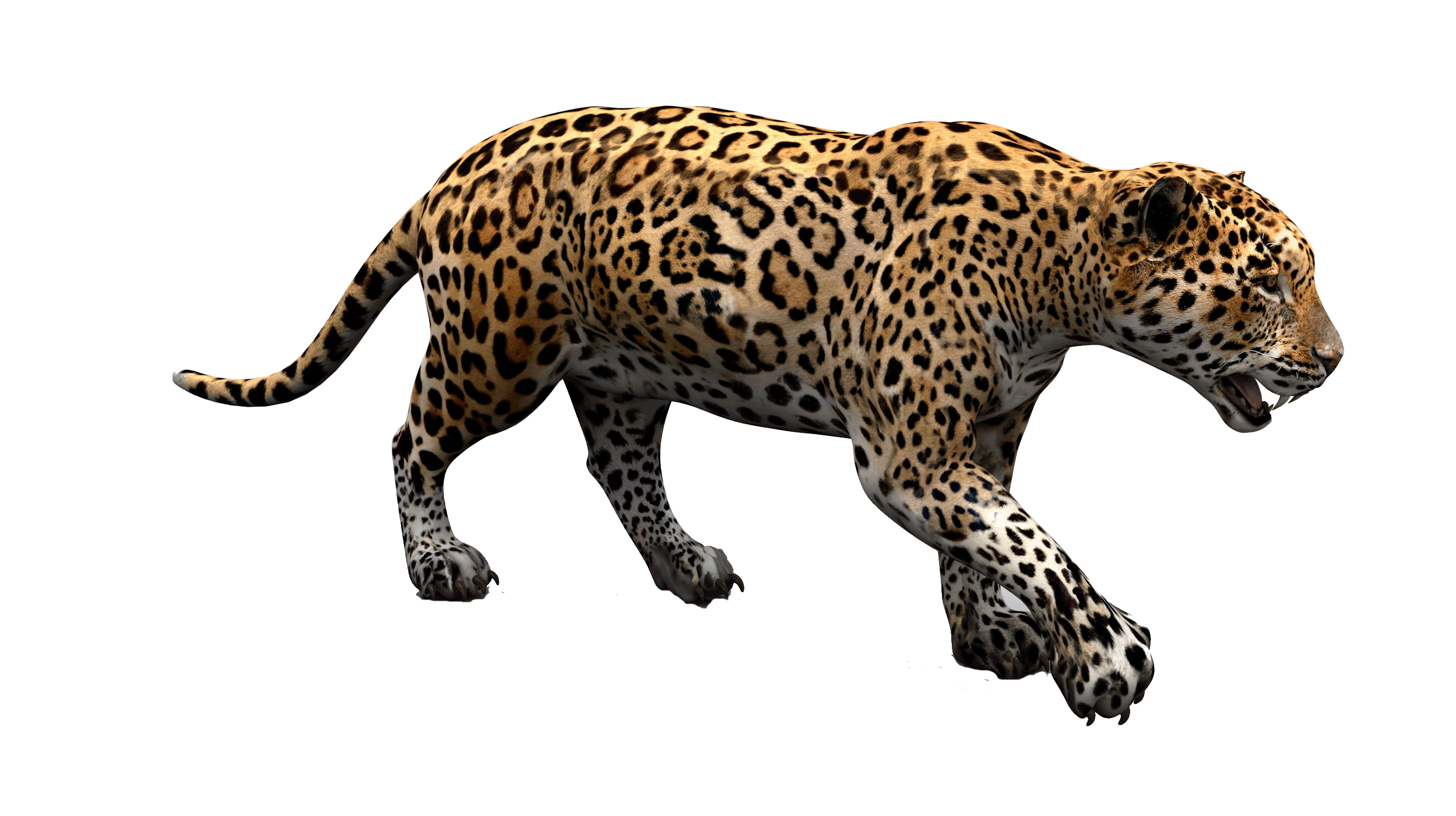 Jaguar PNG Photo - Jaguar Png