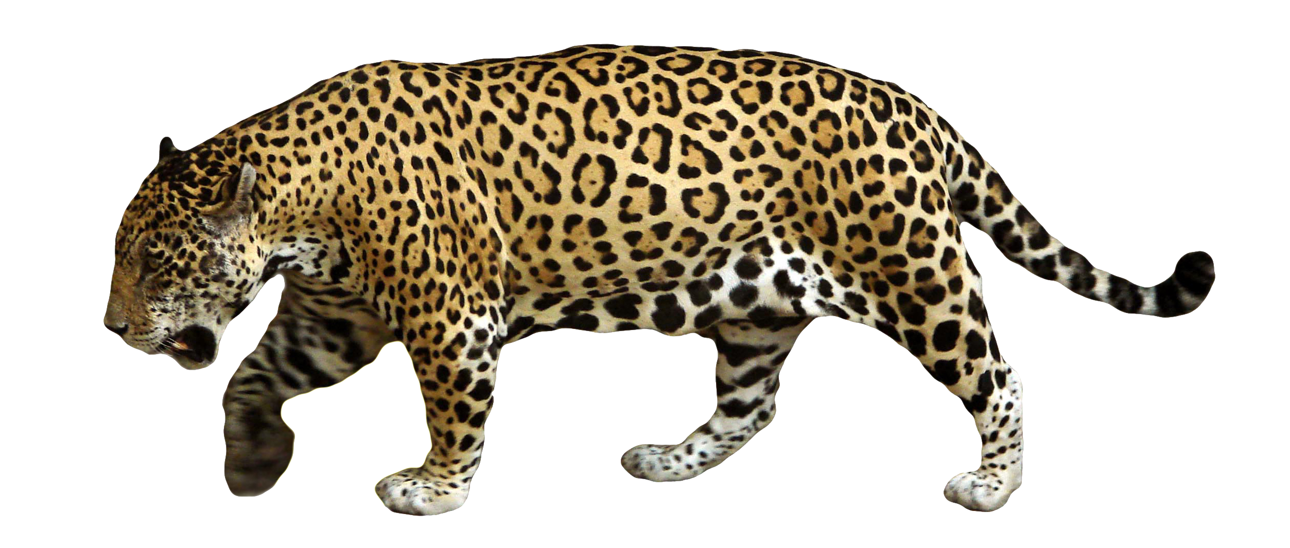 Jaguar PNG Transparent pngteam.com