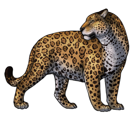 Jaguar PNG HD - Jaguar Png
