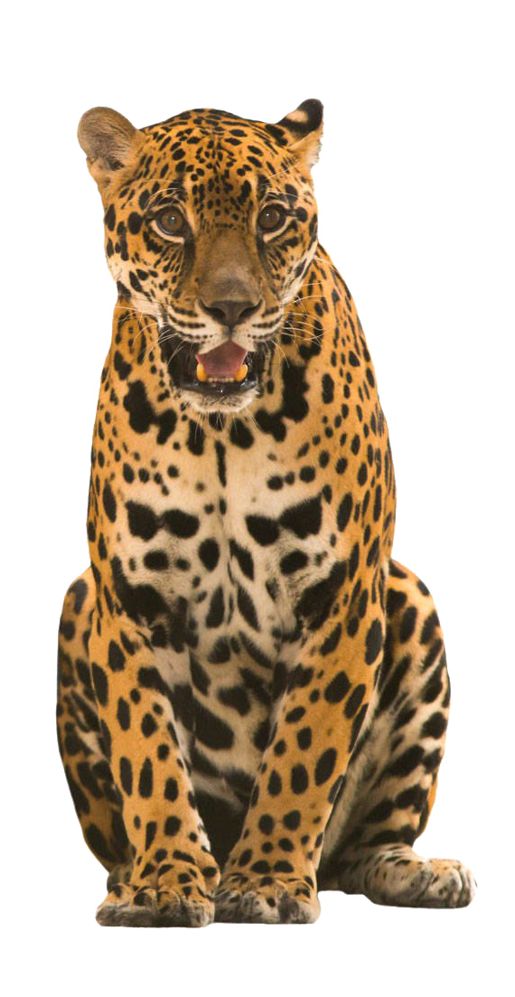 Jaguar Standing PNG HD