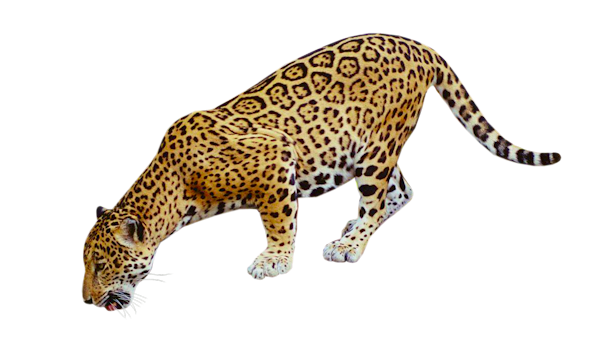Jaguar PNG HD - Jaguar Png