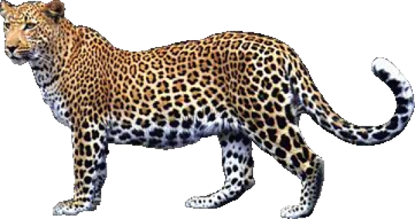 Jaguar PNG HD pngteam.com