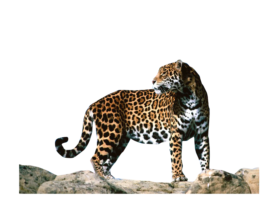 Jaguar PNG HD Images