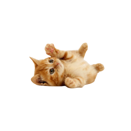 Kitten Playing PNG Image in High Definition