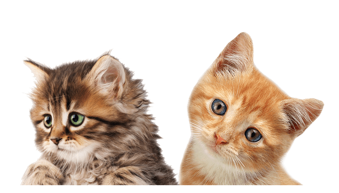 Kitten PNG HD File Transparent - Kitten Png