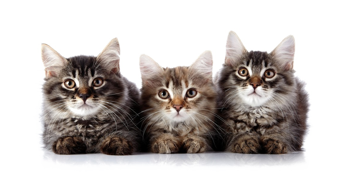 Kitten Cats PNG HQ Transparent - Kitten Png