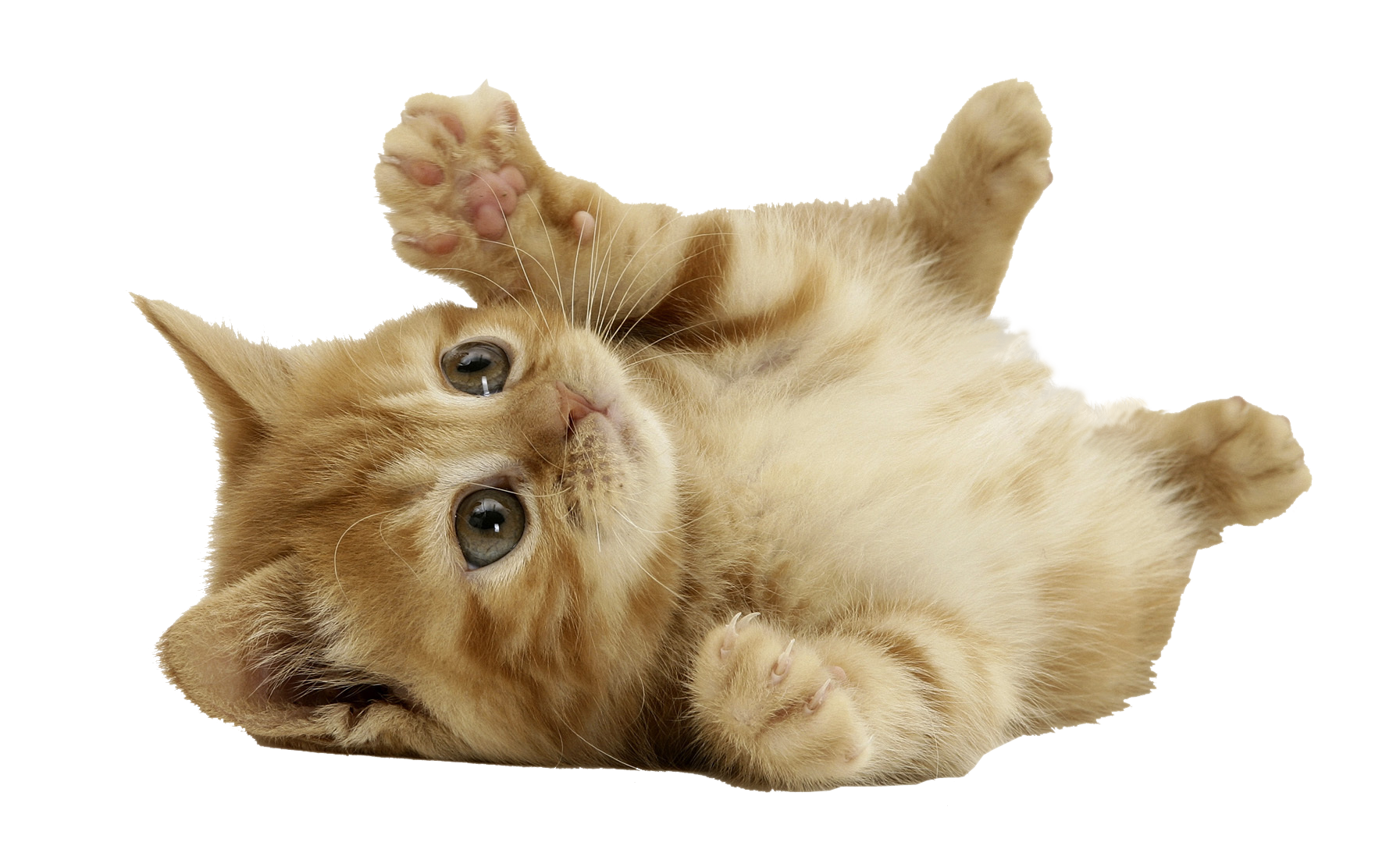 Kitten Cat PNG High Definition Photo Image Transparent