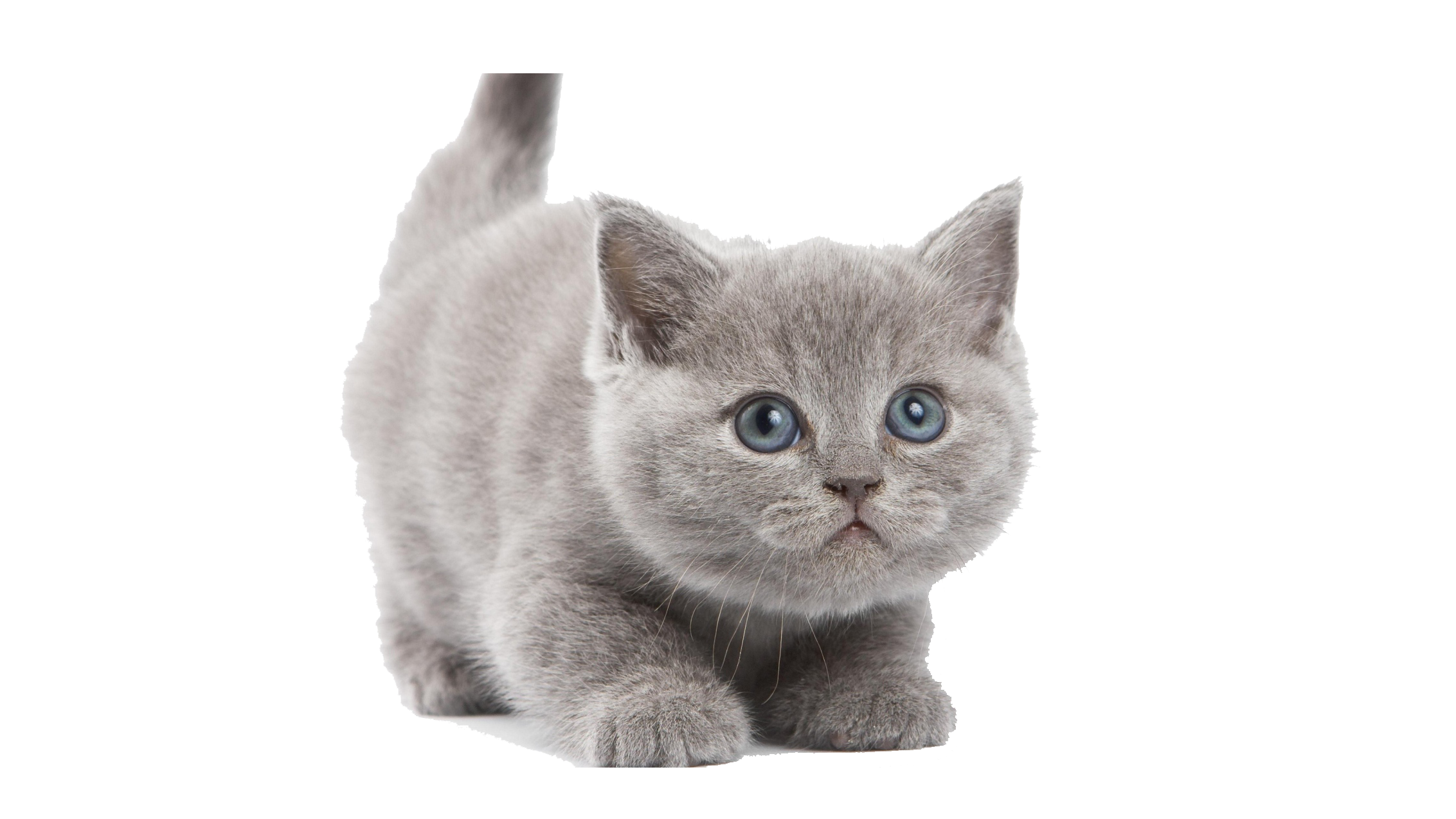 Kitten PNG HD File Transparent