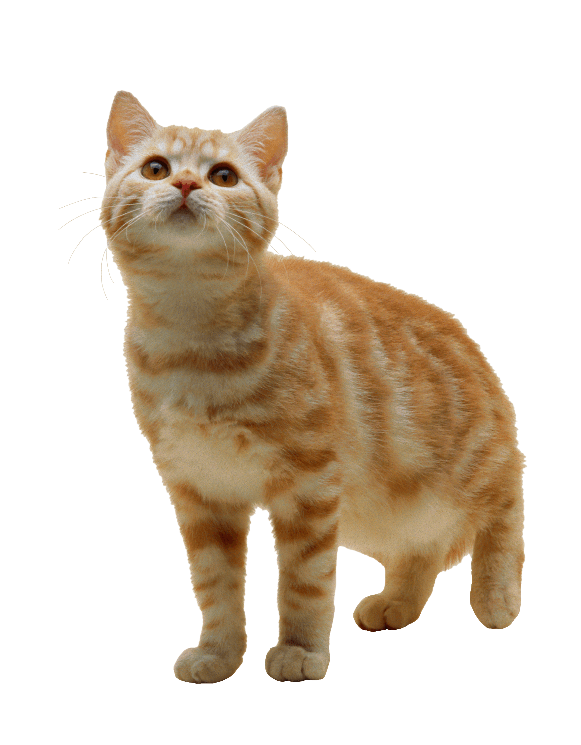 Yellow Cat Kitten PNG in Transparent - Kitten Png