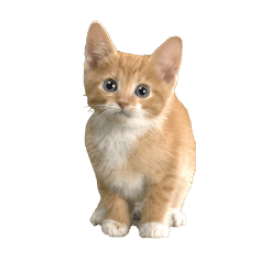 Kitten Icon PNG HD Transparent - Kitten Png