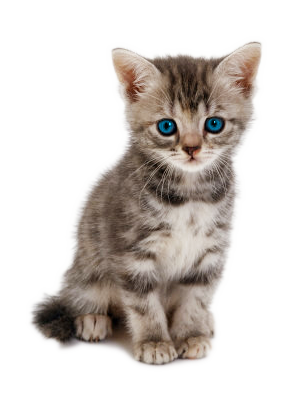 Kitten PNG HQ Image Transparent - Kitten Png