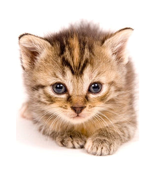 Kitten PNG HD Transparent pngteam.com