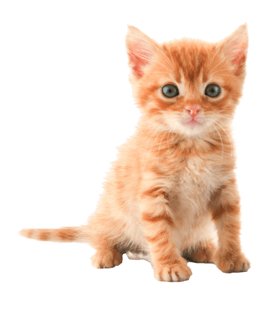 Cute Kitten PNG in Transparent - Kitten Png