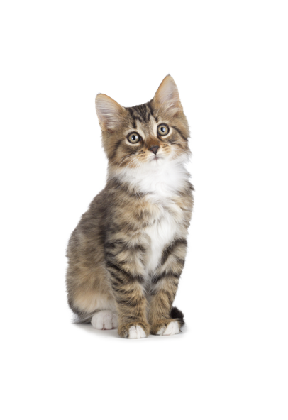 Kitten PNG HD Transparent pngteam.com