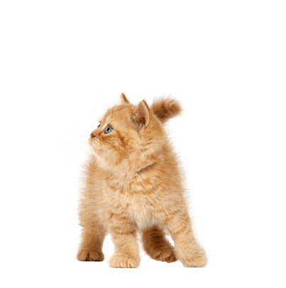 Kitten PNG HD File Cats Transparent pngteam.com